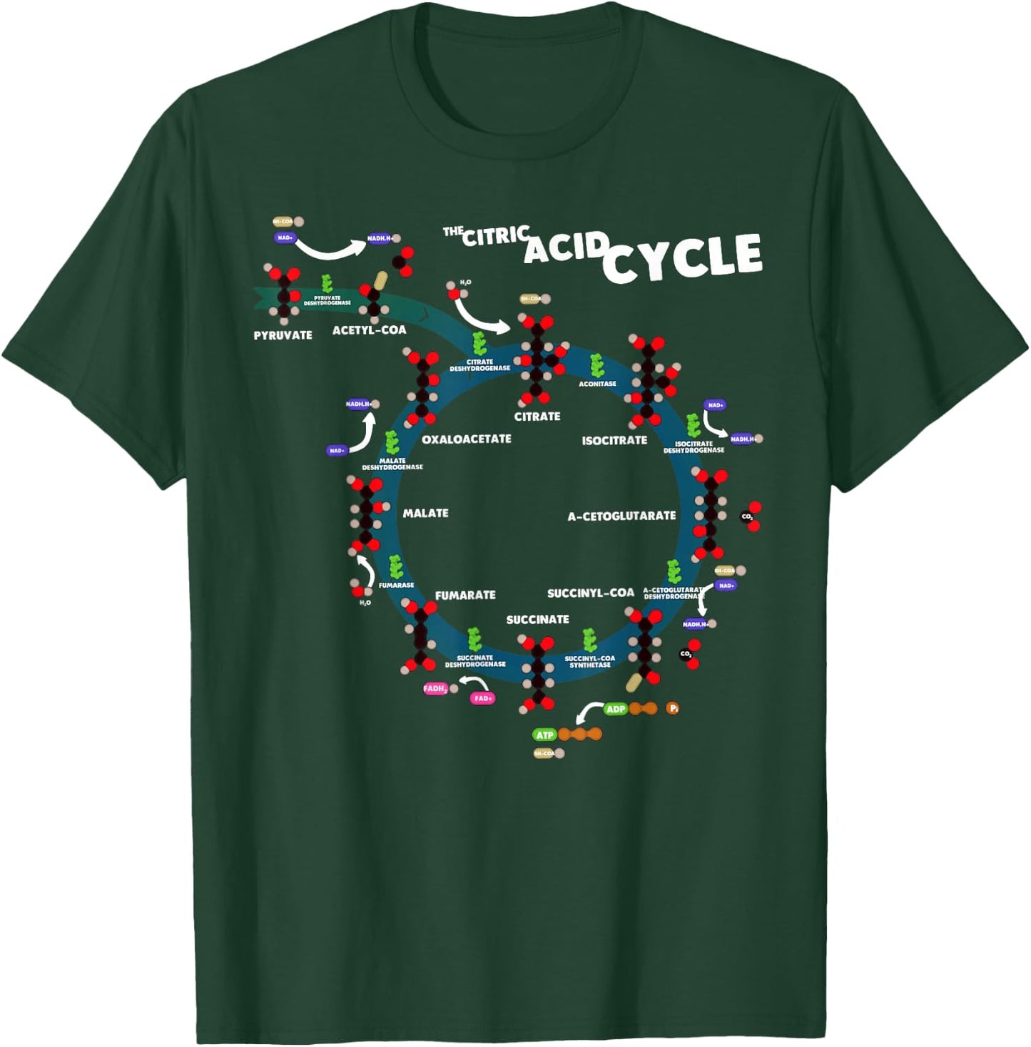 The citric acid cycle T-Shirt - T-Shirt | Forest