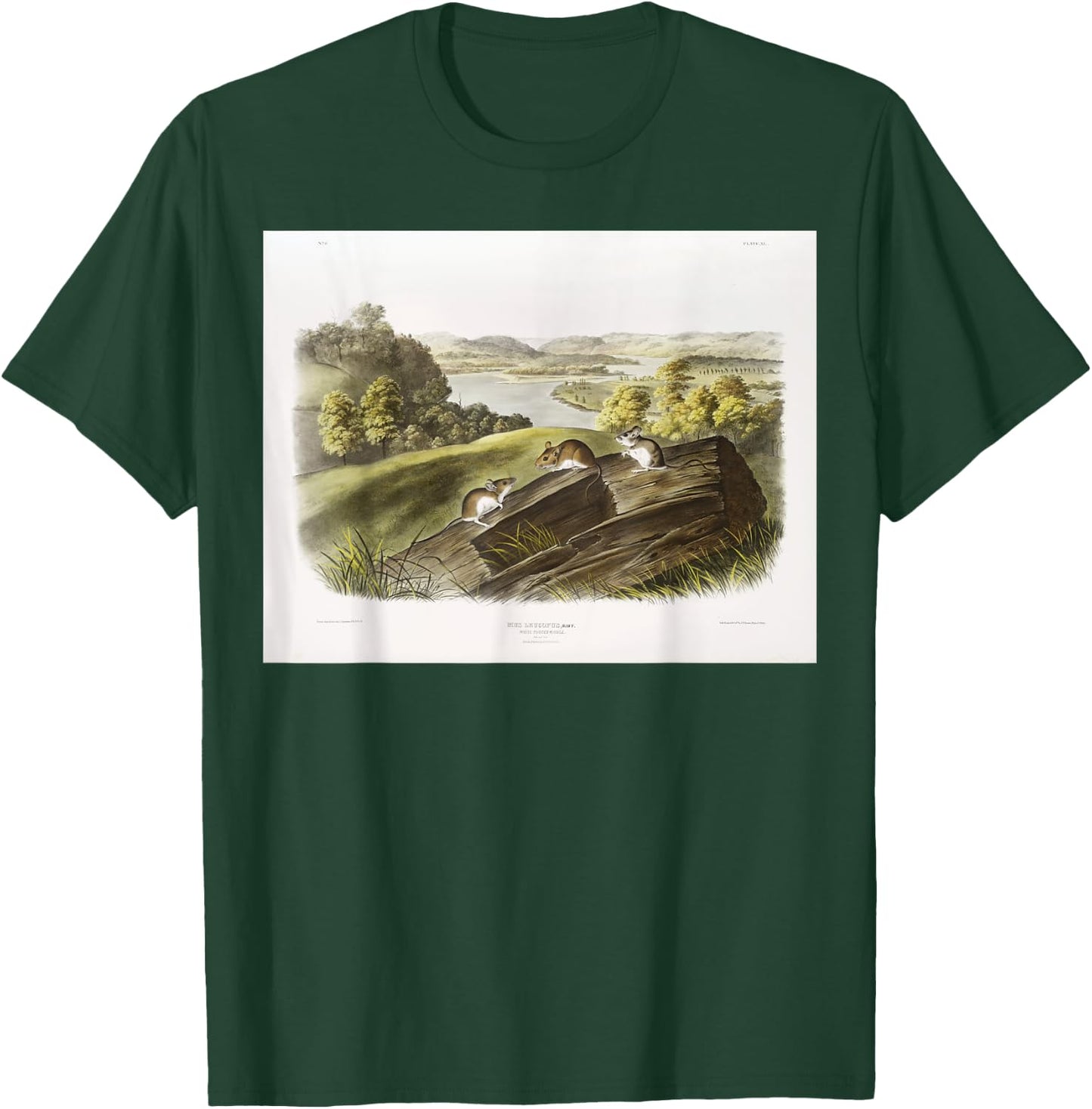 White-footed Mouse Animal Illustration & Women T-Shirt - T-Shirt | Forest