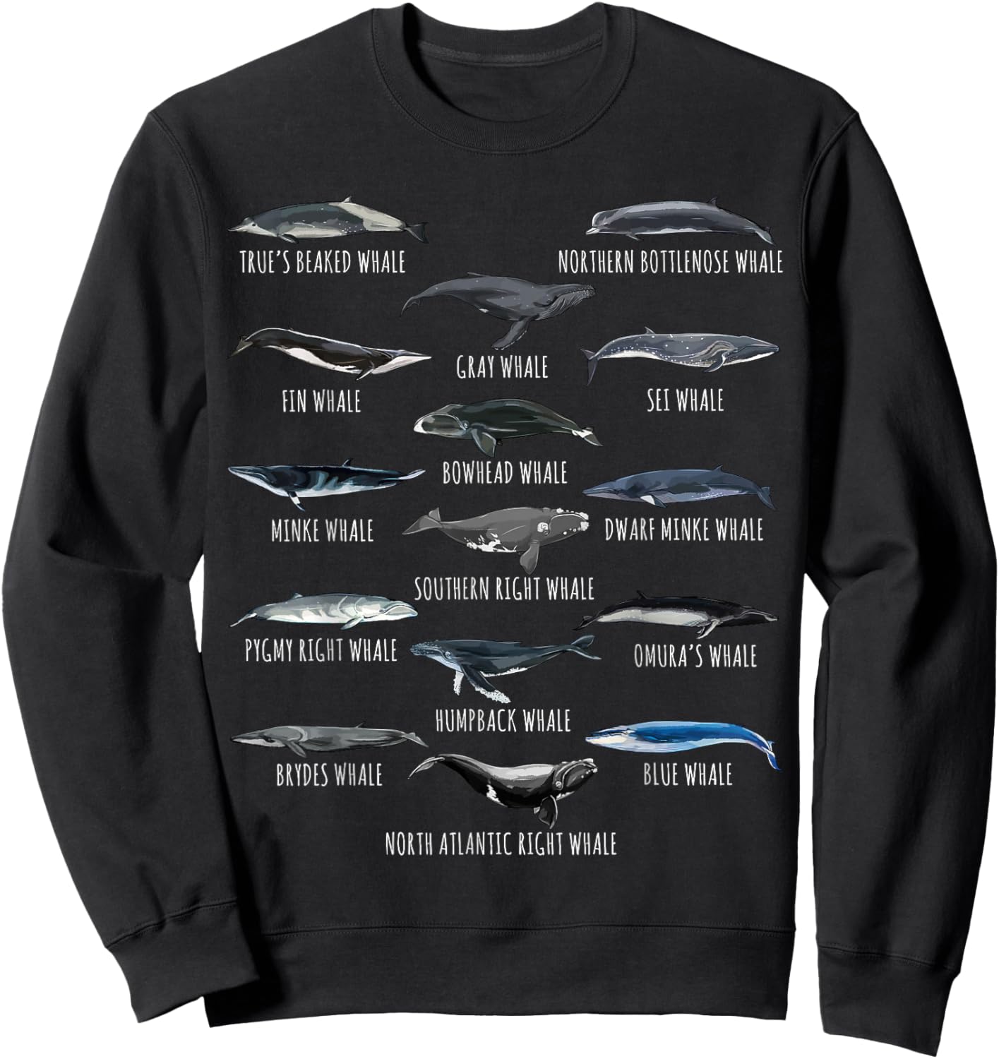 Different Whale Species Biology Types Of Whales Sweatshirt - Sweatshirt | Black