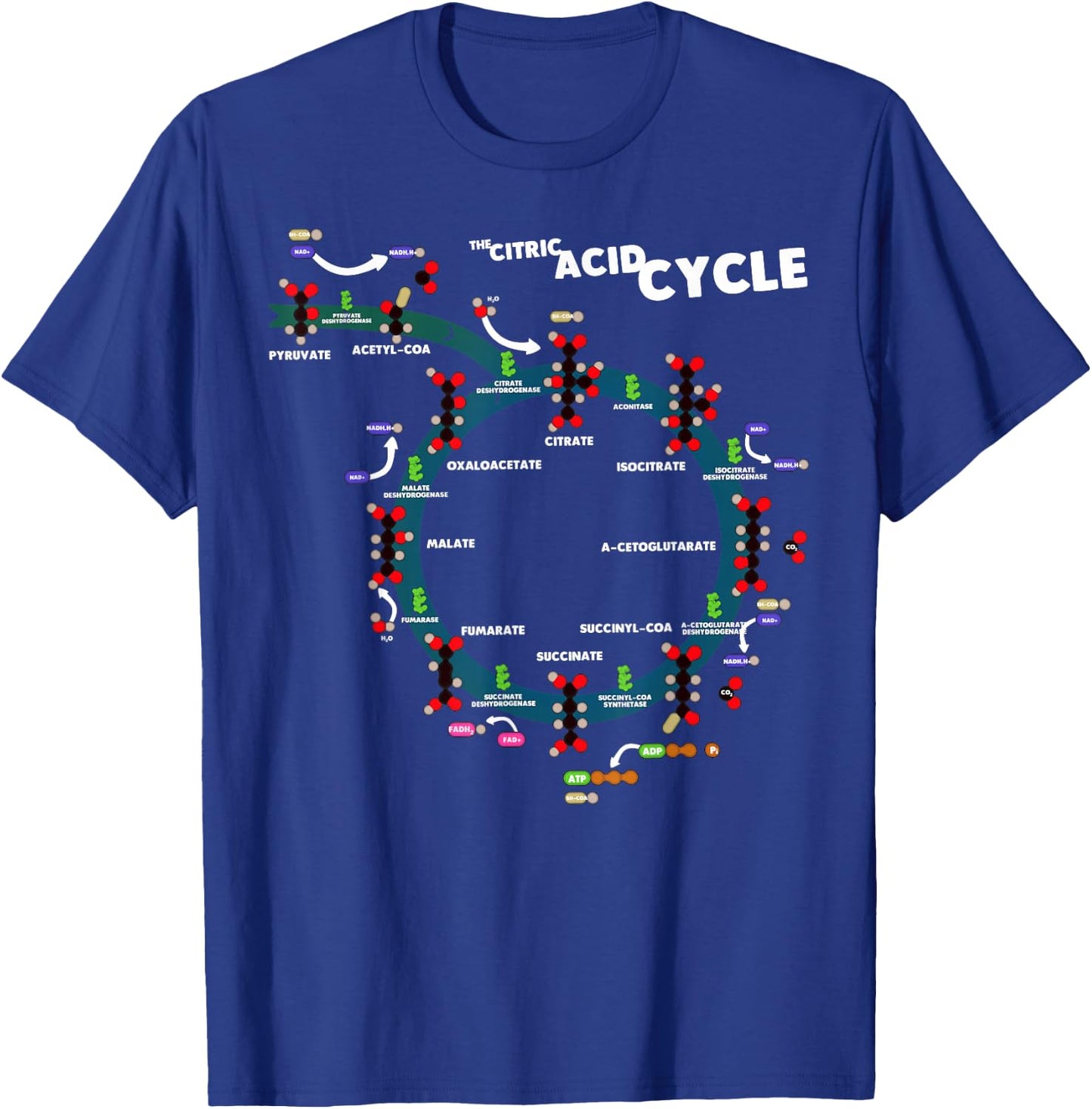 The citric acid cycle T-Shirt - T-Shirt | Royal
