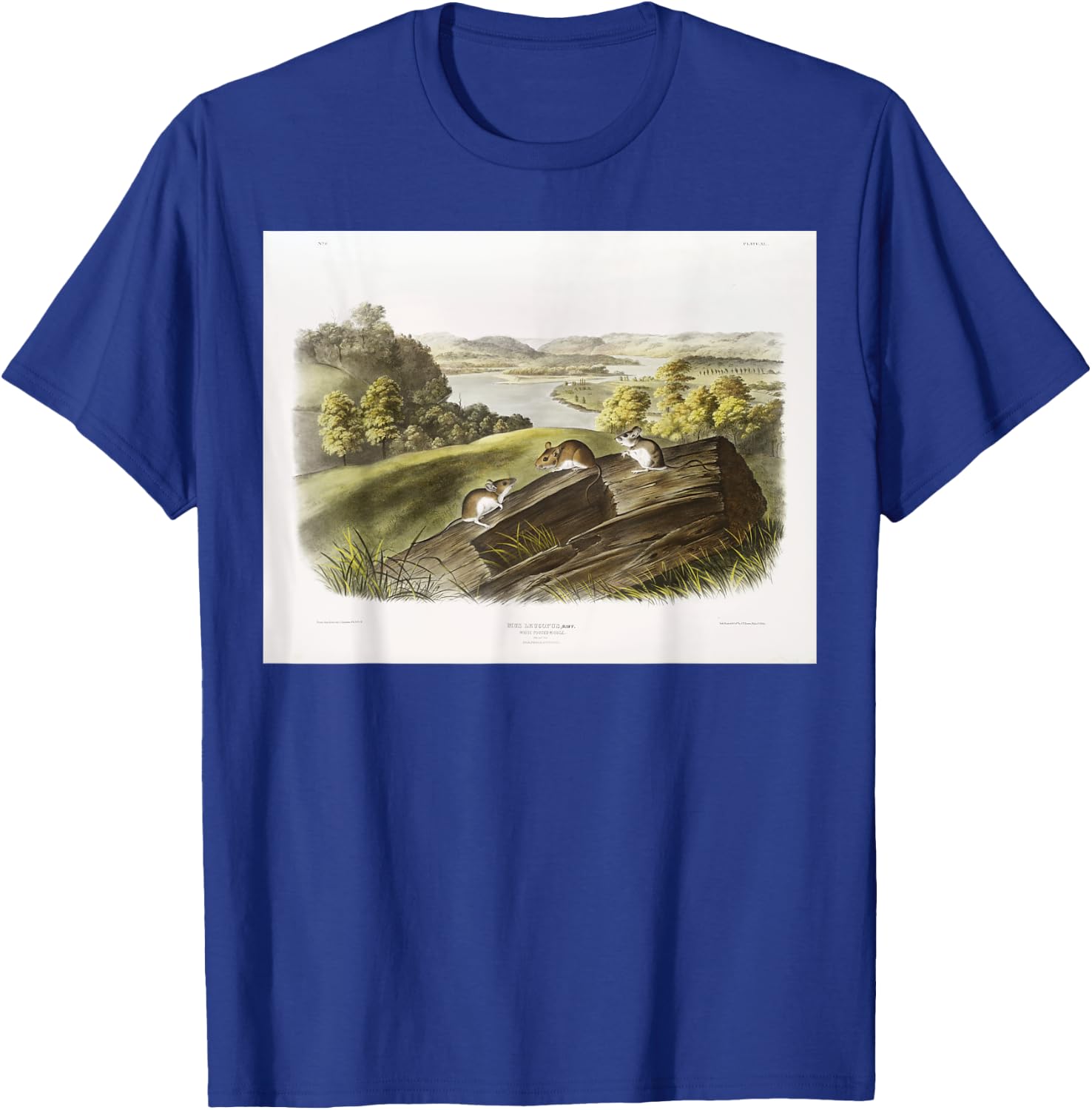 White-footed Mouse Animal Illustration & Women T-Shirt - T-Shirt | Royal