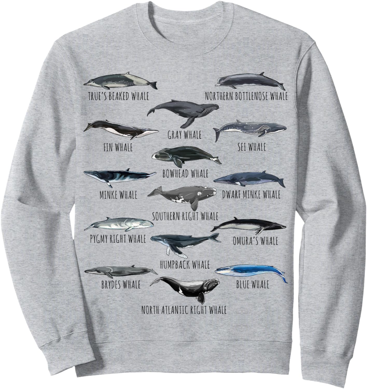 Different Whale Species Biology Types Of Whales Sweatshirt - Sweatshirt | Ash